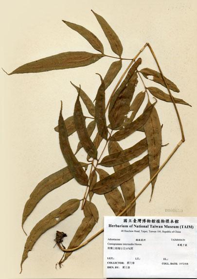 中文名：華鳳了蕨 (H000650)學名： em Coniogramme intermedia Hieron. /em 