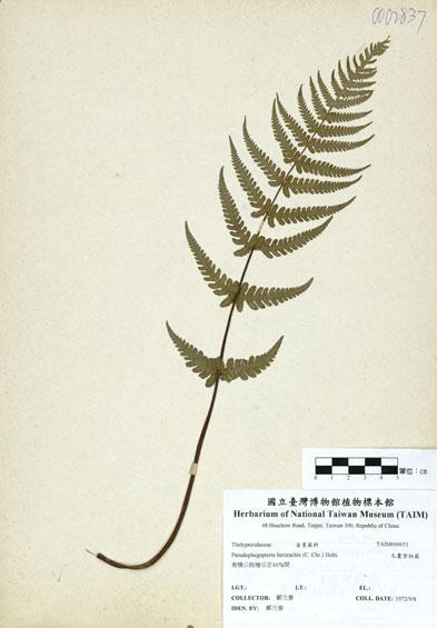 中文名：毛囊紫柄蕨 (H000651)學名： em Pseudophegopteris hirtirachis (C. Chr.) Holtt. /em 