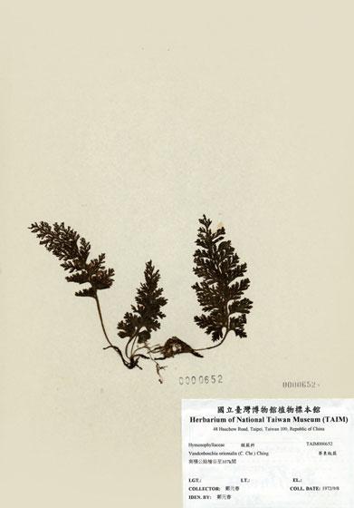 中文名：華東瓶蕨 (H000652)學名： em Vandenboschia orientalis (C. Chr.) Ching /em 