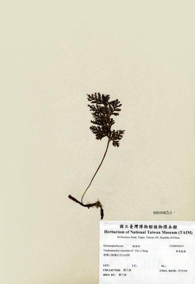 中文名：華東瓶蕨 (H000653)學名： em Vandenboschia orientalis (C. Chr.) Ching /em 