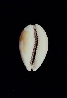 白星寶螺( em Cypraea (Lyncina) vitellus  /em )
