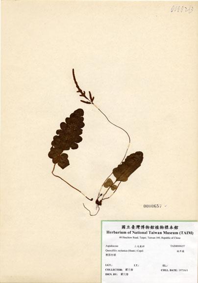 中文名：地耳蕨 (H000657)學名： em Quercifilix zeylanica (Houtt.) Copel. /em 