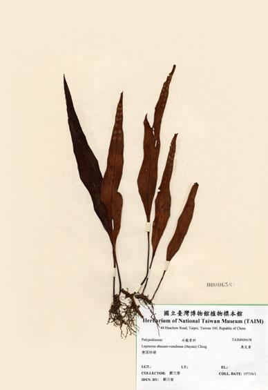 中文名：奧瓦葦 (H000658)學名： em Lepisorus obscure-venulosus (Hayata) Ching /em 