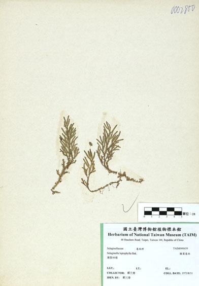 中文名：膜葉卷柏 (H000659)學名： em Selaginella leptophylla Bak. /em 