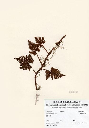 中文名：鱗葉陰石蕨 (H000660)學名： em Humata trifoliata Cav. /em 
