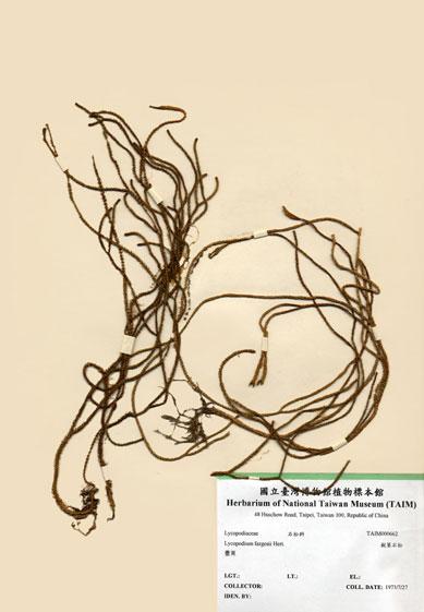 中文名：銳葉石松 (H000662)學名： em Lycopodium fargesii Hert. /em 