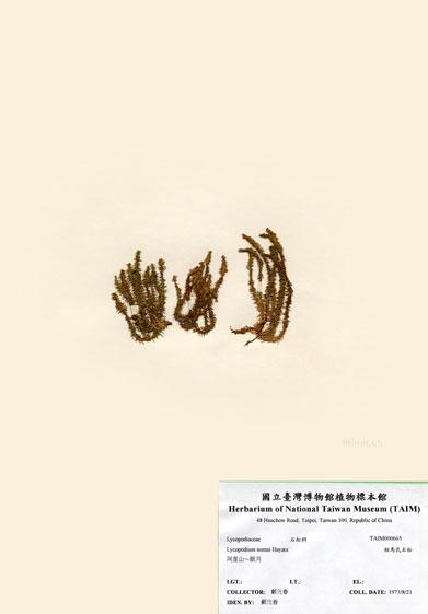 中文名：相馬氏石松 (H000665)學名： em Lycopodium somae Hayata /em 