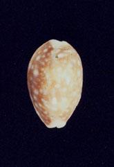白星寶螺( em Cypraea (Lyncina) vitellus  /em )