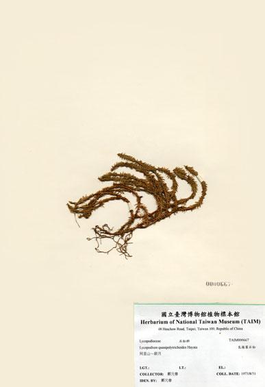 中文名：反捲葉石松 (H000667)學名： em Lycopodium quasipolytrichoides Hayata /em 