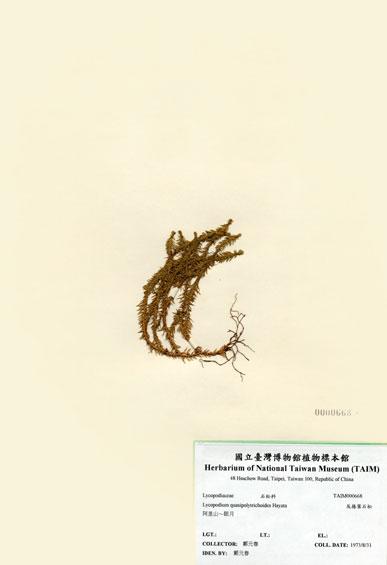 中文名：反捲葉石松 (H000668)學名： em Lycopodium quasipolytrichoides Hayata /em 