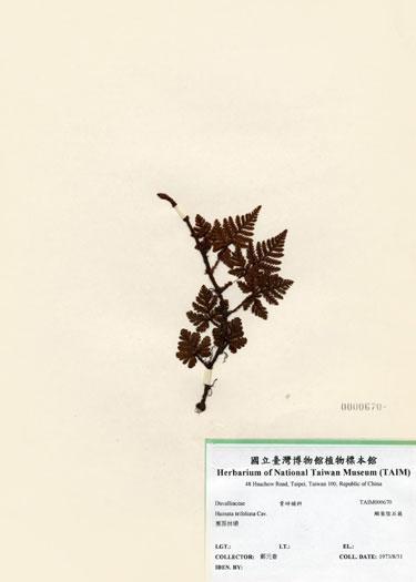中文名：鱗葉陰石蕨 (H000670)學名： em Humata trifoliata Cav. /em 