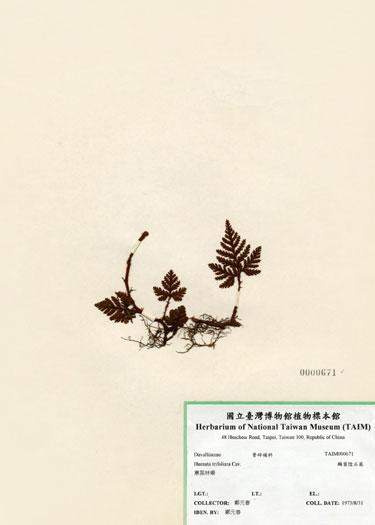中文名：鱗葉陰石蕨 (H000671)學名： em Humata trifoliata Cav. /em 