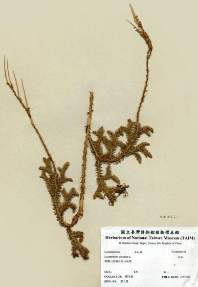 中文名：石松 (H000672)學名： em Lycopodium clavatum L. /em 