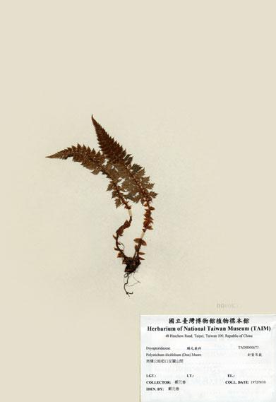 中文名：針葉耳蕨 (H000673)學名： em Polystichum ilicifolium (Don) Moore /em 