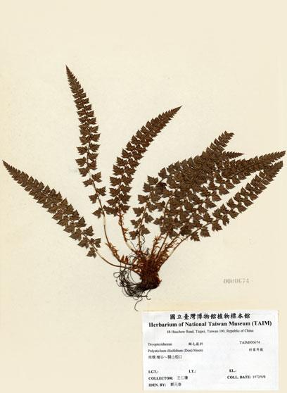 中文名：針葉耳蕨 (H000674)學名： em Polystichum ilicifolium (Don) Moore /em 