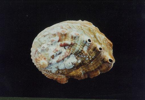 大鮑螺( em Haliotis (Nordotis) gigantea  /em )