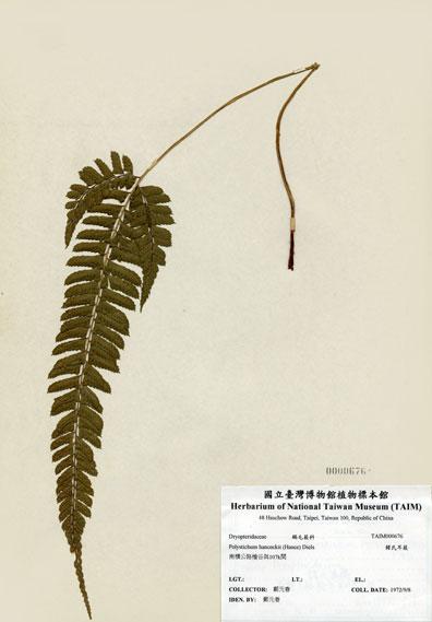 中文名：韓氏耳蕨 (H000676)學名： em Polystichum hancockii (Hance) Diels /em 
