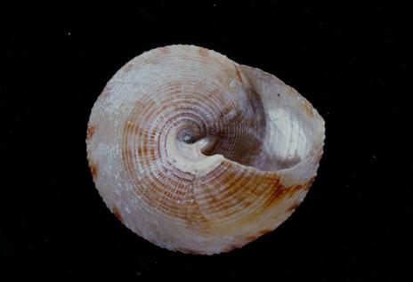 台灣鐘螺( em Calliostoma formosense  /em )