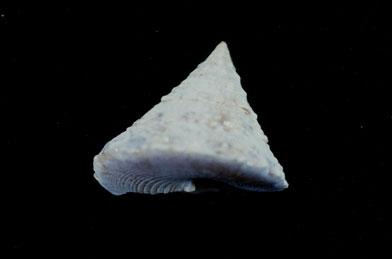 銀塔鐘螺( em Tectus pyramis  /em )