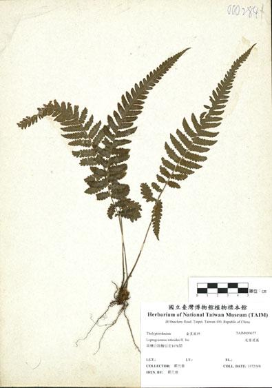 中文名：尾葉茯蕨 (H000677)學名： em Leptogramma tottoides H. Ito /em 