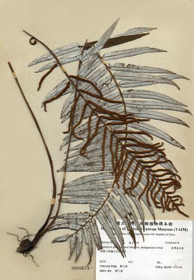 中文名：臺灣瘤足蕨 (H000678)學名： em Plagiogyria glauca (Blume) Merr. var. philippinensis Christ /em 