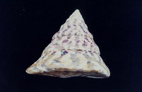 馬蹄鐘螺( em Tectus niloticus maximus  /em )