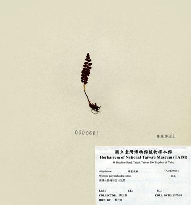中文名：岩蕨 (H000681)學名： em Woodsia polystichoides Eaton /em 