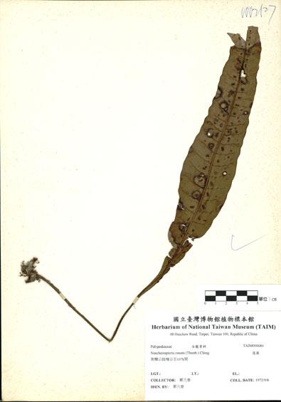 中文名：扇蕨 (H000684)學名： em Neocheiropteris ensata (Thunb.) Ching /em 