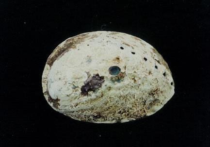 紐西蘭鮑螺( em Haliotis iris  /em )
