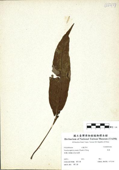 中文名：扇蕨 (H000686)學名： em Neocheiropteris ensata (Thunb.) Ching /em 