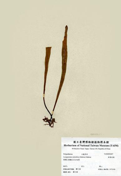 中文名：柳葉劍蕨 (H000687)學名： em Loxogramme salicifolia (Makino) Makino /em 