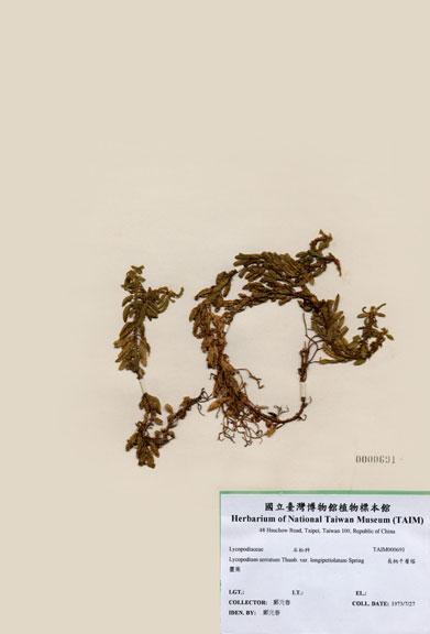 中文名：長柄千層塔 (H000691)學名： em Lycopodium serratum Thunb. var. longipetiolatum Spring /em 