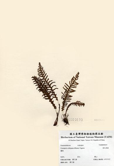 中文名：密毛蒿蕨 (H000693)學名： em Ctenopteris obliquata (Blume) Copel. /em 