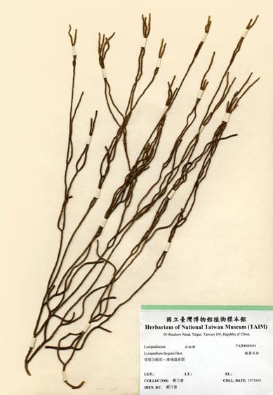 中文名：銳葉石松 (H000694)學名： em Lycopodium fargesii Hert. /em 