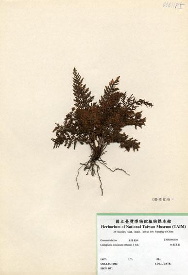 中文名：細葉蒿蕨 (H000698)學名： em Ctenopteris tenuisecta (Blume) J. Sm. /em 