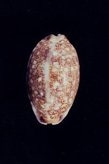 阿拉伯寶螺( em Cypraea (Mauritia) arabica asiatica  /em )