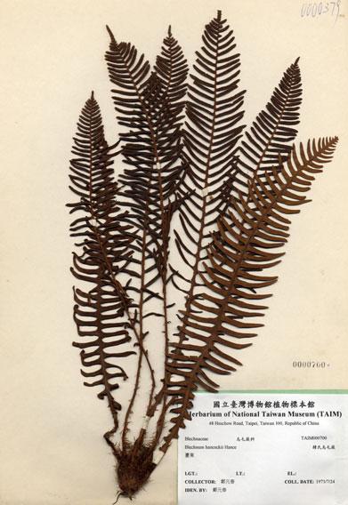 中文名：韓氏烏毛蕨 (H000700)學名： em Blechnum hancockii Hance /em 