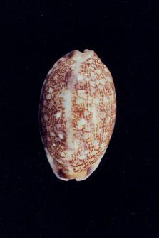 阿拉伯寶螺( em Cypraea (Mauritia) arabica asiatica  /em )