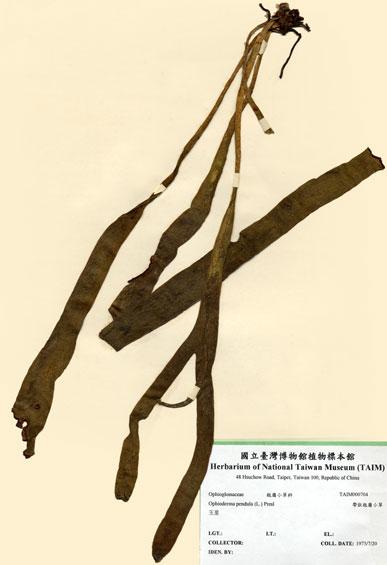 中文名：帶狀瓶爾小草 (H000704)學名： em Ophioderma pendula (L.) Presl /em 
