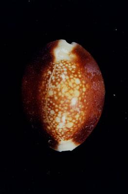 雪山寶螺( em Cypraea caputserpentis  /em )