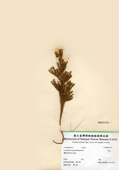 中文名：玉柏 (H000705)學名： em Lycopodium juniperoideum Sw. /em 