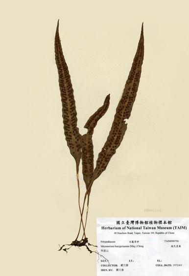中文名：波氏星蕨 (H000706)學名： em Microsorium buergerianum (Miq.) Ching /em 
