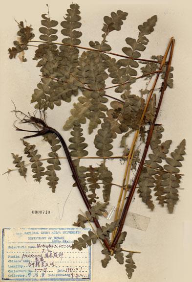中文名：栗蕨 (H000710)學名： em Histiopteris incisa (Thunb.) J. Sm. /em 