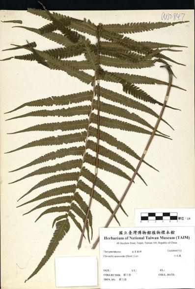 中文名：小毛蕨 (H000712)學名： em Christella acuminata (Houtt.) Lev. /em 