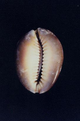 雪山寶螺( em Cypraea caputserpentis  /em )