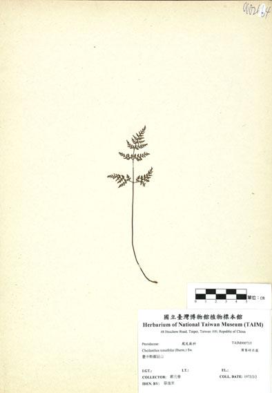中文名：薄葉碎米蕨 (H000715)學名： em Cheilanthes tenuifolia (Burm.) Sw. /em 