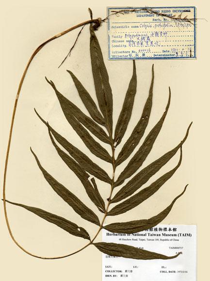 中文名：大線蕨 (H000717)學名： em Colysis pothifolia (Don) Presl /em 