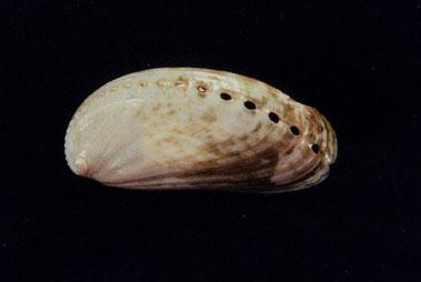 驢耳鮑螺( em Haliotis asinina  /em )