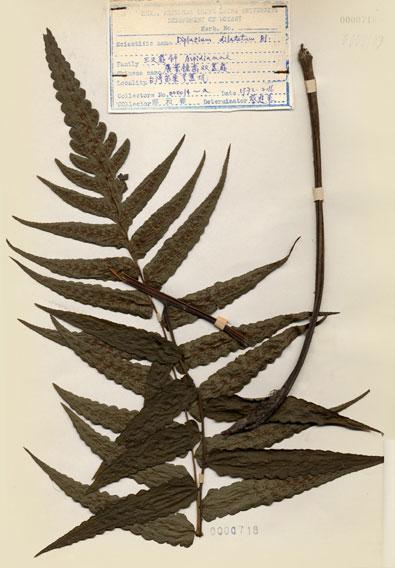 中文名：廣葉鋸齒雙蓋蕨 (H000718)學名： em Diplazium dilatatum Blume /em 
