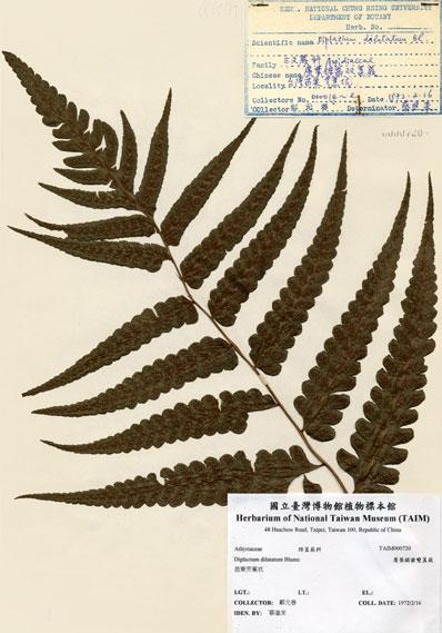 中文名：廣葉鋸齒雙蓋蕨 (H000720)學名： em Diplazium dilatatum Blume /em 